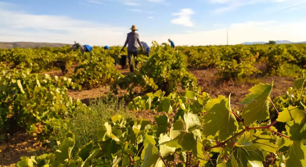 Enoturismo Sostenible: El Futuro De Las Rutas Del Vino